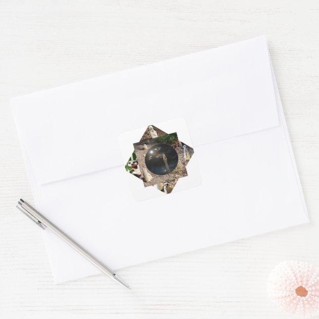 Meerkat Polyscope Fyrkantigt Klistermärke (Kuvert)