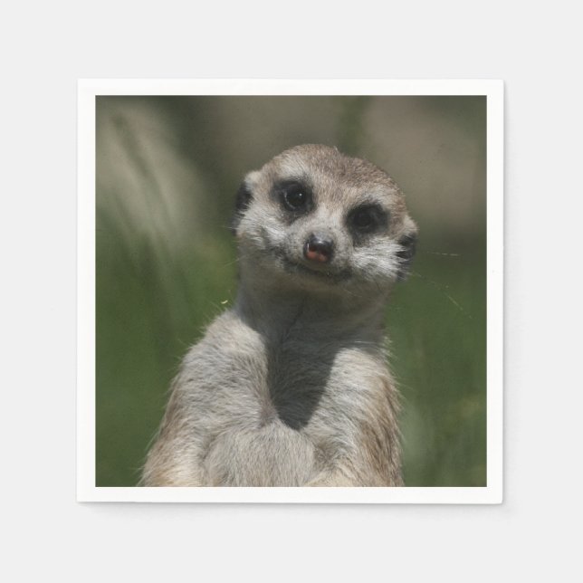 Meerkat-Porträtt 004 Pappersservett (Framsidan)