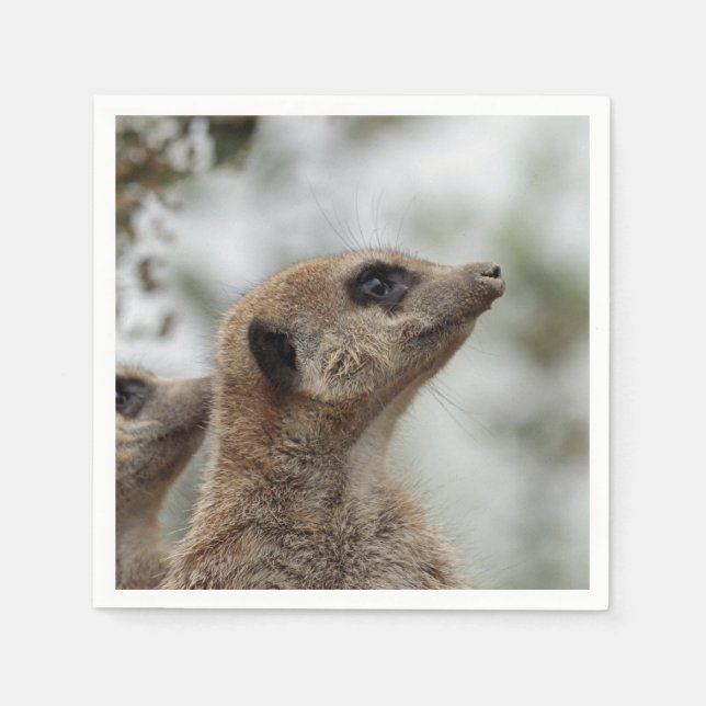 Meerkat-Porträtt 005 Pappersservett (Framsidan)