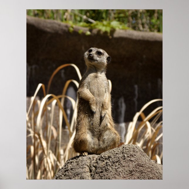 Meerkat Poser Poster (Framsidan)