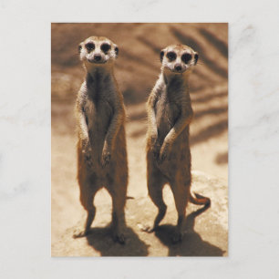 Meerkat postards vykort