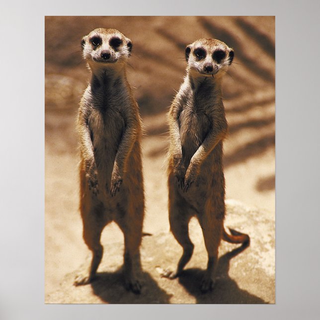 Meerkat Poster (Framsidan)