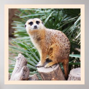 Meerkat Poster
