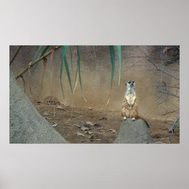 Meerkat Poster (Framsidan)