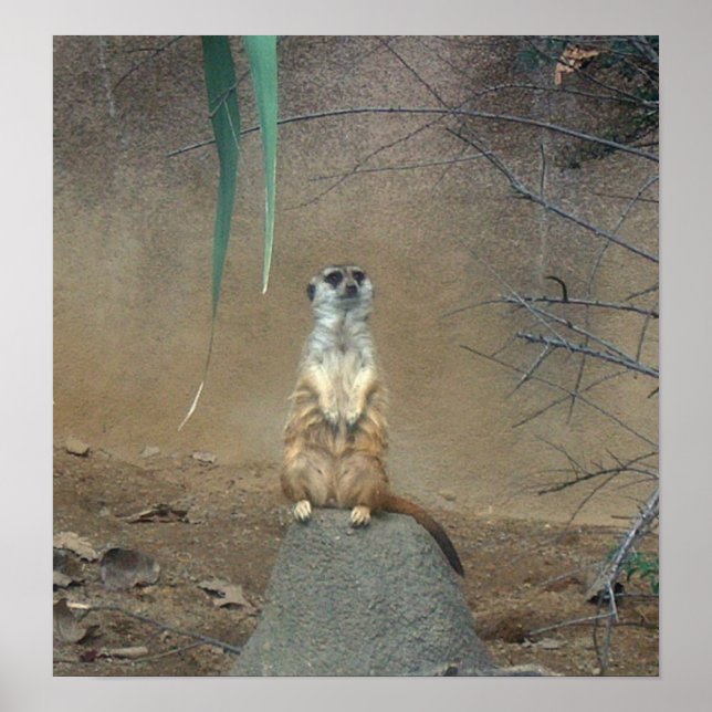 Meerkat Poster (Framsidan)