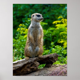 Meerkat Poster
