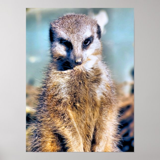 MEERKAT POSTER (Framsidan)