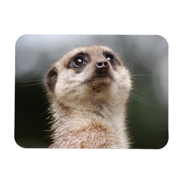 Meerkat Premium Magnet (Horisontell)