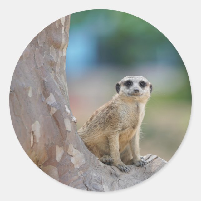 Meerkat Sat på Träd Runt Klistermärke (Framsida)