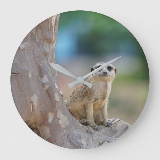 Meerkat Sat på träd Stor Klocka (Framsida)