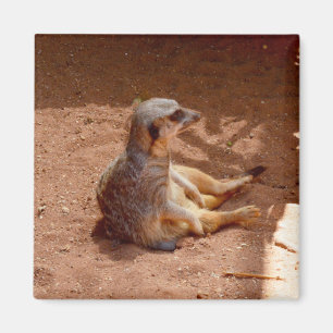 Meerkat Sitta-fotografi, Fridge Magnet