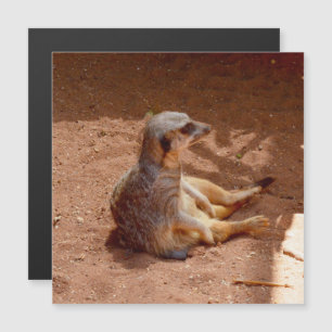Meerkat Sitta-fotografi, magnetkort