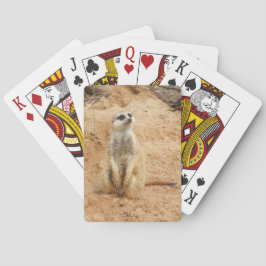 Meerkat som leker kort spelkort