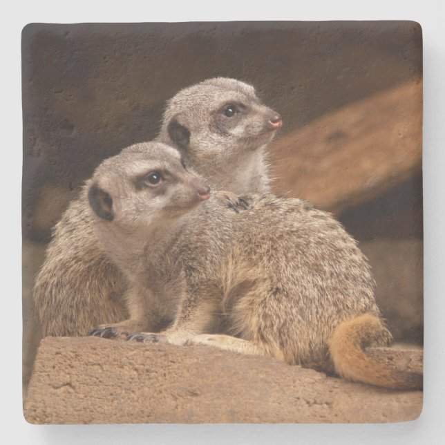 Meerkat Square underlägg (Framsidan)