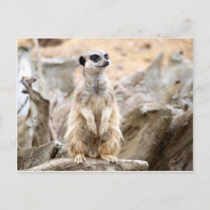 Meerkat stående hög vykort