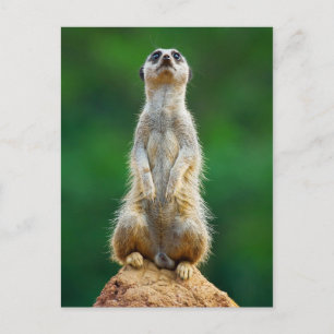 Meerkat stående vakt vykort