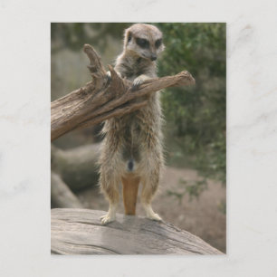 Meerkat Stående vykort