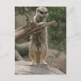 Meerkat Stående vykort