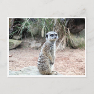 meerkat stand vykort