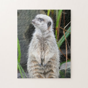 Meerkat står fast vid sin uppmärksamhet pussel
