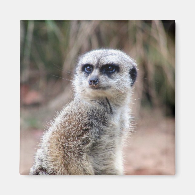 meerkat stare magnet (Framsidan)