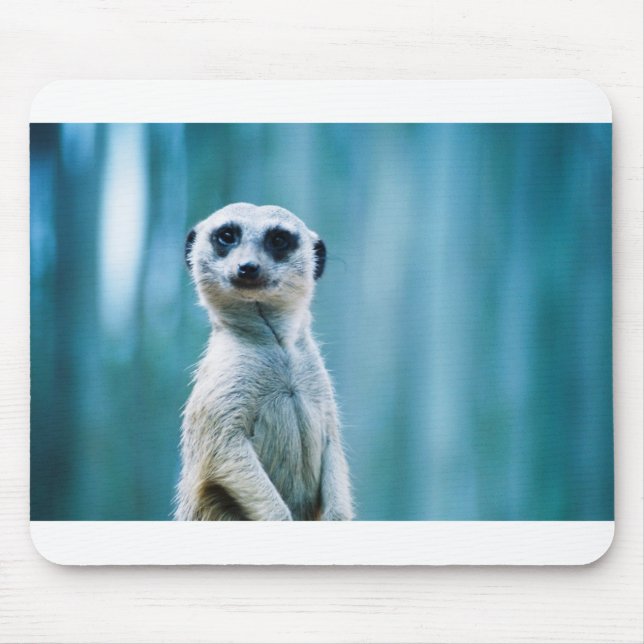 Meerkat Staredown Musmatta (Framsidan)