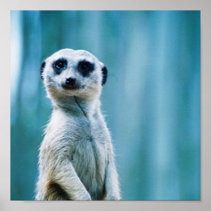 Meerkat Staredown - Poster