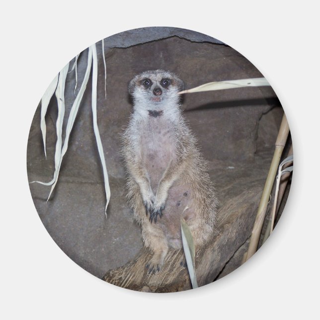 Meerkat Staring Magnet (Framsidan)