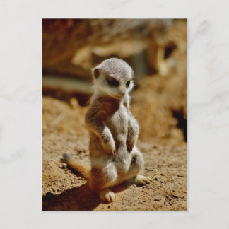 Meerkat Stil Vykort