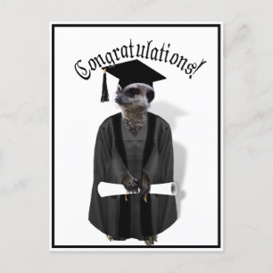 Meerkat Student W/Grått Gown & Black Sash Vykort