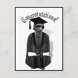 Meerkat Student W/Grått Gown & Black Sash Vykort
