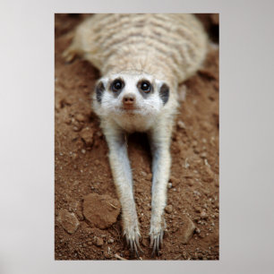 Meerkat (Suricata Suricatta) som kyler, besegrar Poster