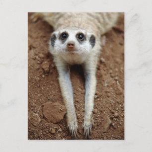 Meerkat (Suricata Suricatta) som kyler, besegrar Vykort