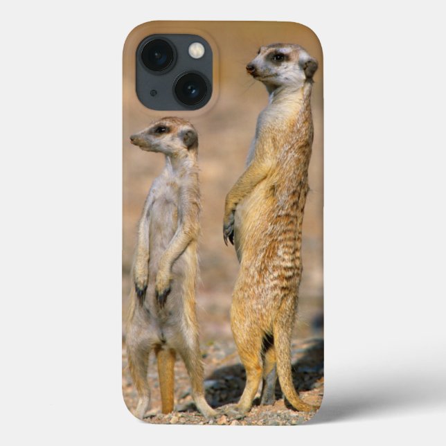 Meerkat (Suricata Suricatta) vaktposter, Karas (Baksida)