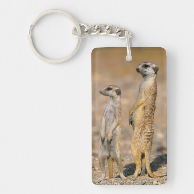 Meerkat (Suricata Suricatta) vaktposter, Karas (Framsidan)
