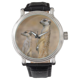 Meerkat (Suricata Suricatta) vaktposter, Karas Armbandsur
