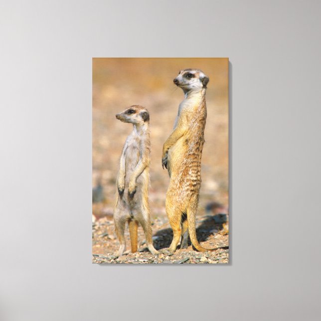 Meerkat (Suricata Suricatta) vaktposter, Karas Canvastryck (Framsida)