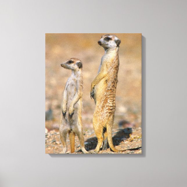 Meerkat (Suricata Suricatta) vaktposter, Karas Canvastryck (Framsida)
