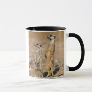Meerkat (Suricata Suricatta) vaktposter, Karas Mugg