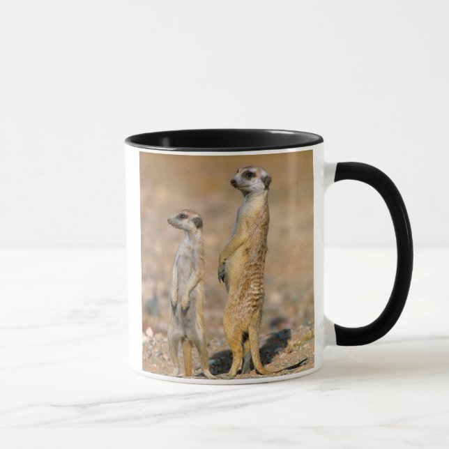Meerkat (Suricata Suricatta) vaktposter, Karas Mugg (Höger)
