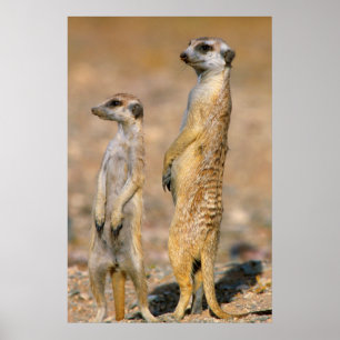 Meerkat (Suricata Suricatta) vaktposter, Karas Poster