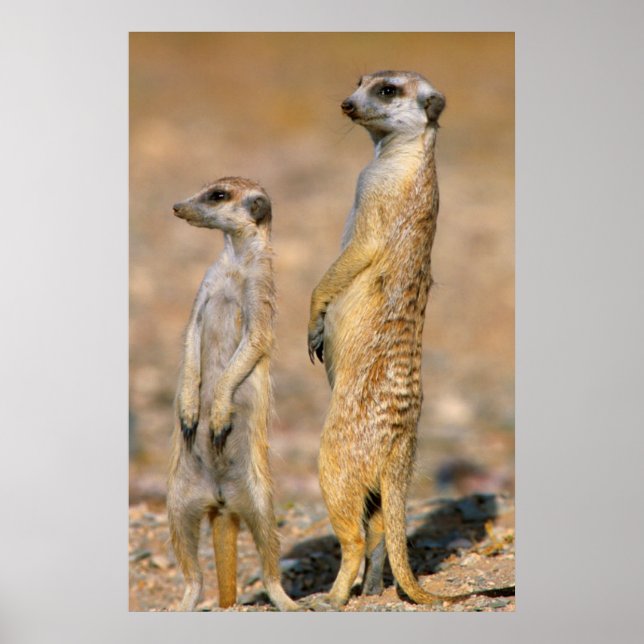 Meerkat (Suricata Suricatta) vaktposter, Karas Poster (Framsidan)