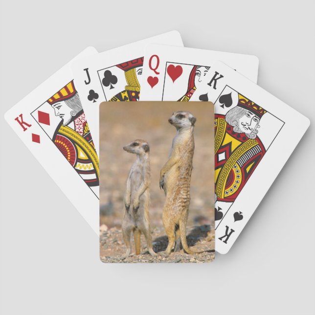 Meerkat (Suricata Suricatta) vaktposter, Karas Spel Kort (Baksidan)