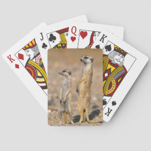 Meerkat (Suricata Suricatta) vaktposter, Karas Spel Kort