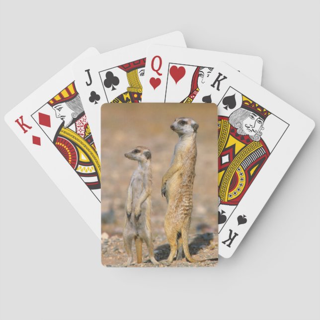 Meerkat (Suricata Suricatta) vaktposter, Karas Spel Kort (Baksidan)