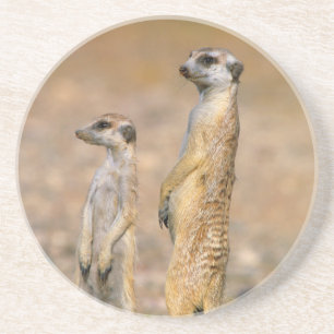 Meerkat (Suricata Suricatta) vaktposter, Karas Underlägg