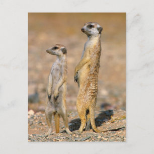 Meerkat (Suricata Suricatta) vaktposter, Karas Vykort