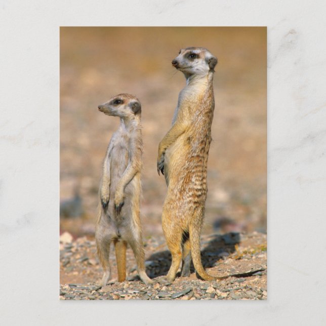 Meerkat (Suricata Suricatta) vaktposter, Karas Vykort (Framsida)