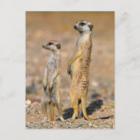 Meerkat (Suricata Suricatta) vaktposter, Karas