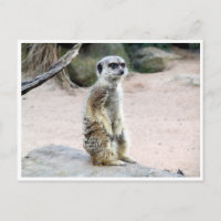 meerkat suricate